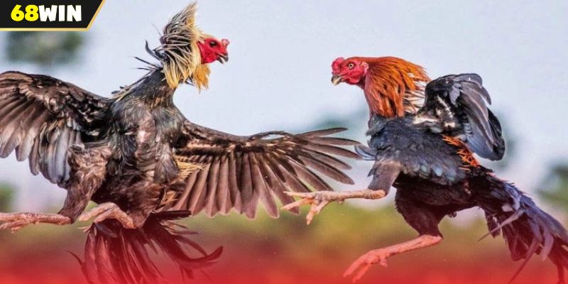 Đôi nét về đá gà Thomo 68WIN