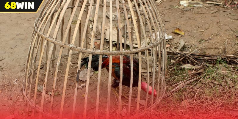 Lý do cần nắm rõ thuật ngữ đá gà 68WIN