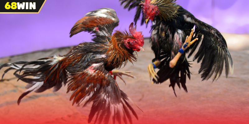 Tổng hợp các thuật ngữ về giống gà